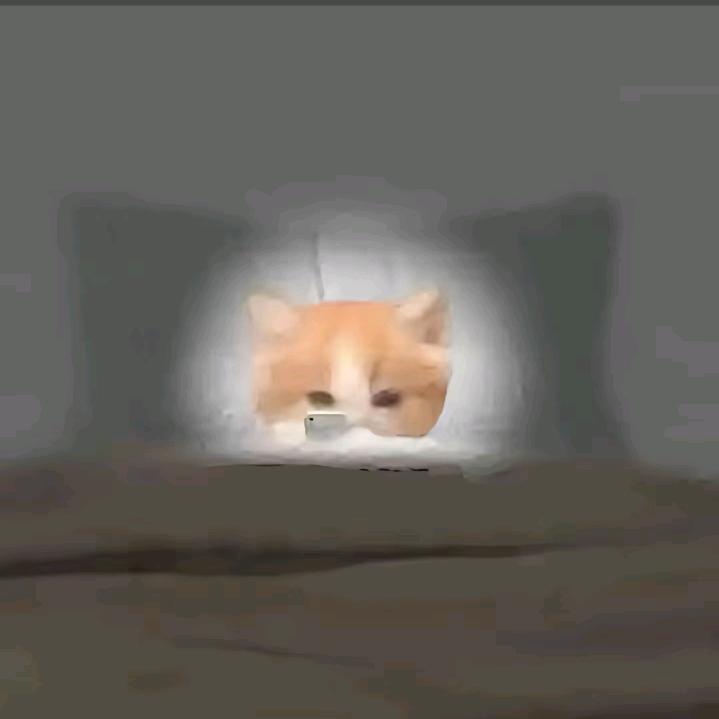 睡觉小猫