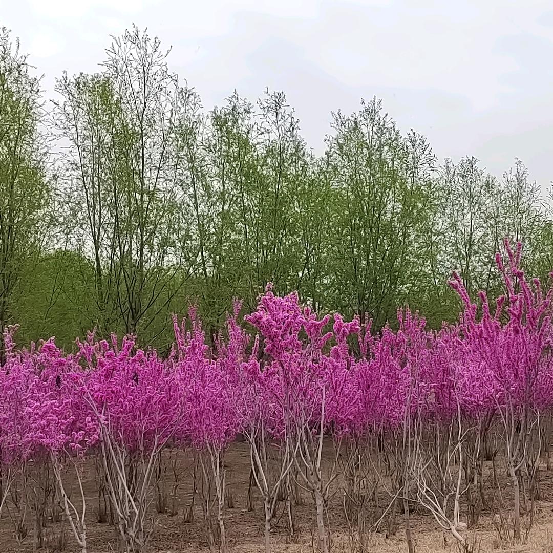 冰清玉洁