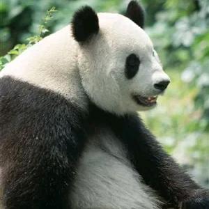 熊熊锅
