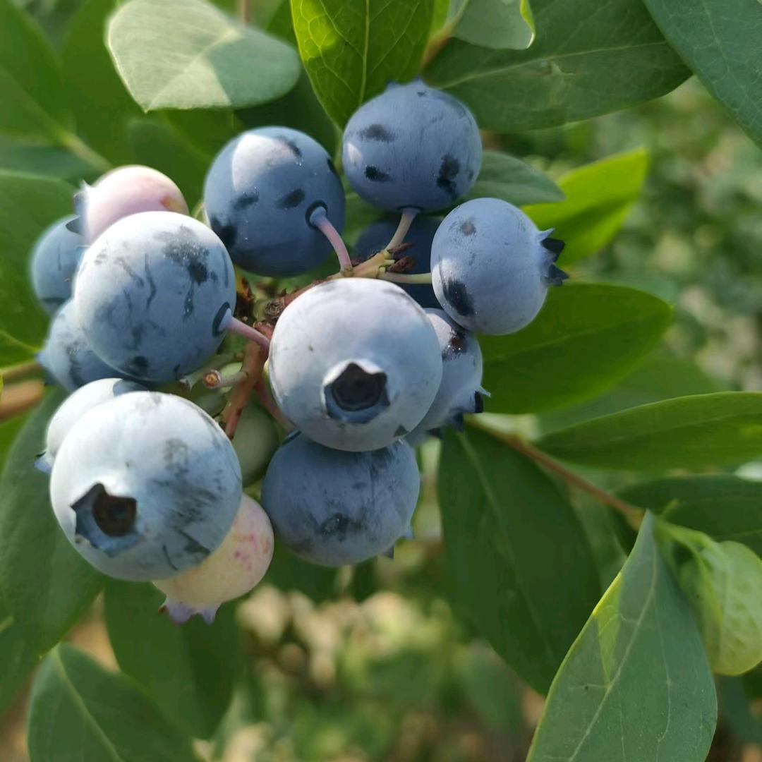 天赐果业(蓝莓哥)