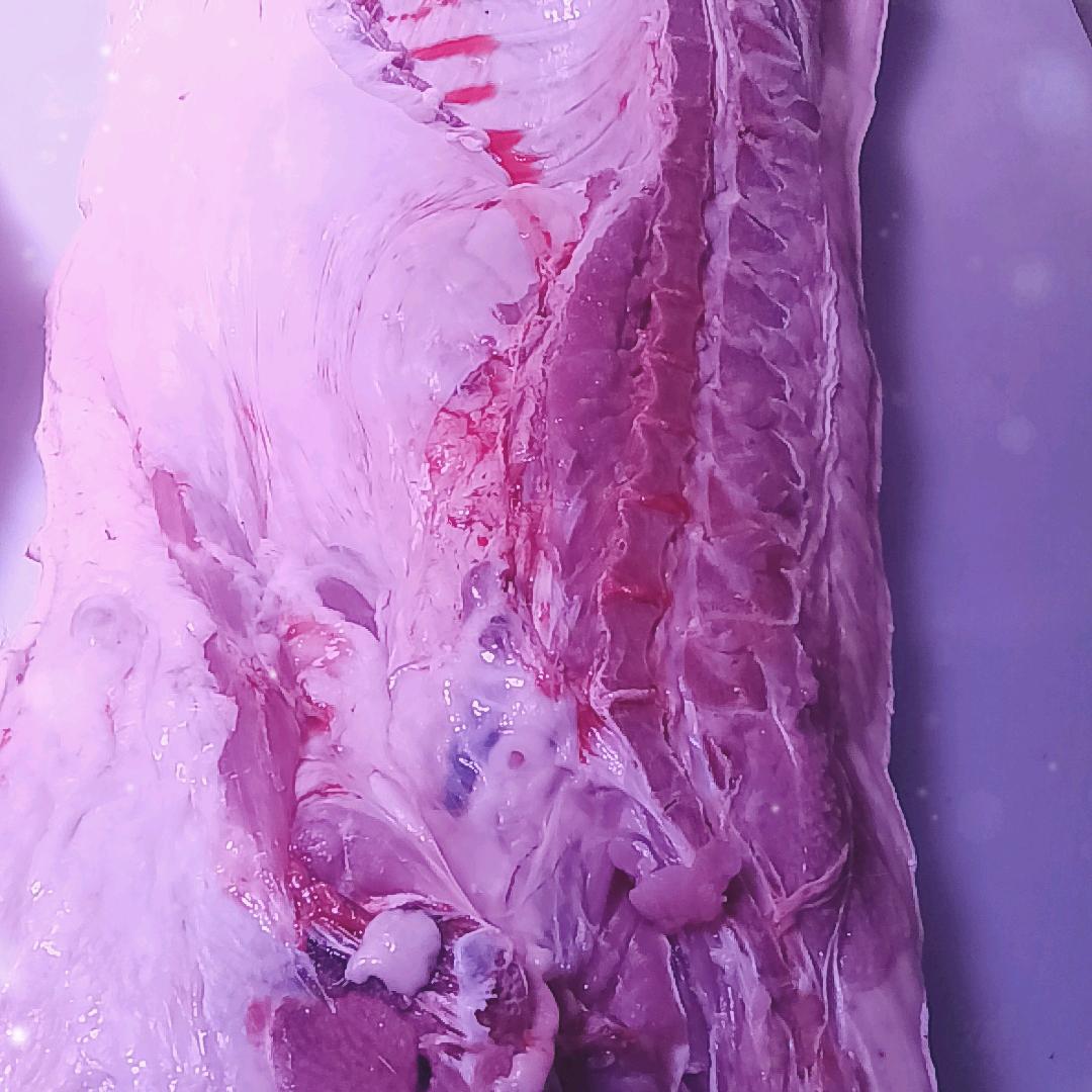 帅帅猪肉哥