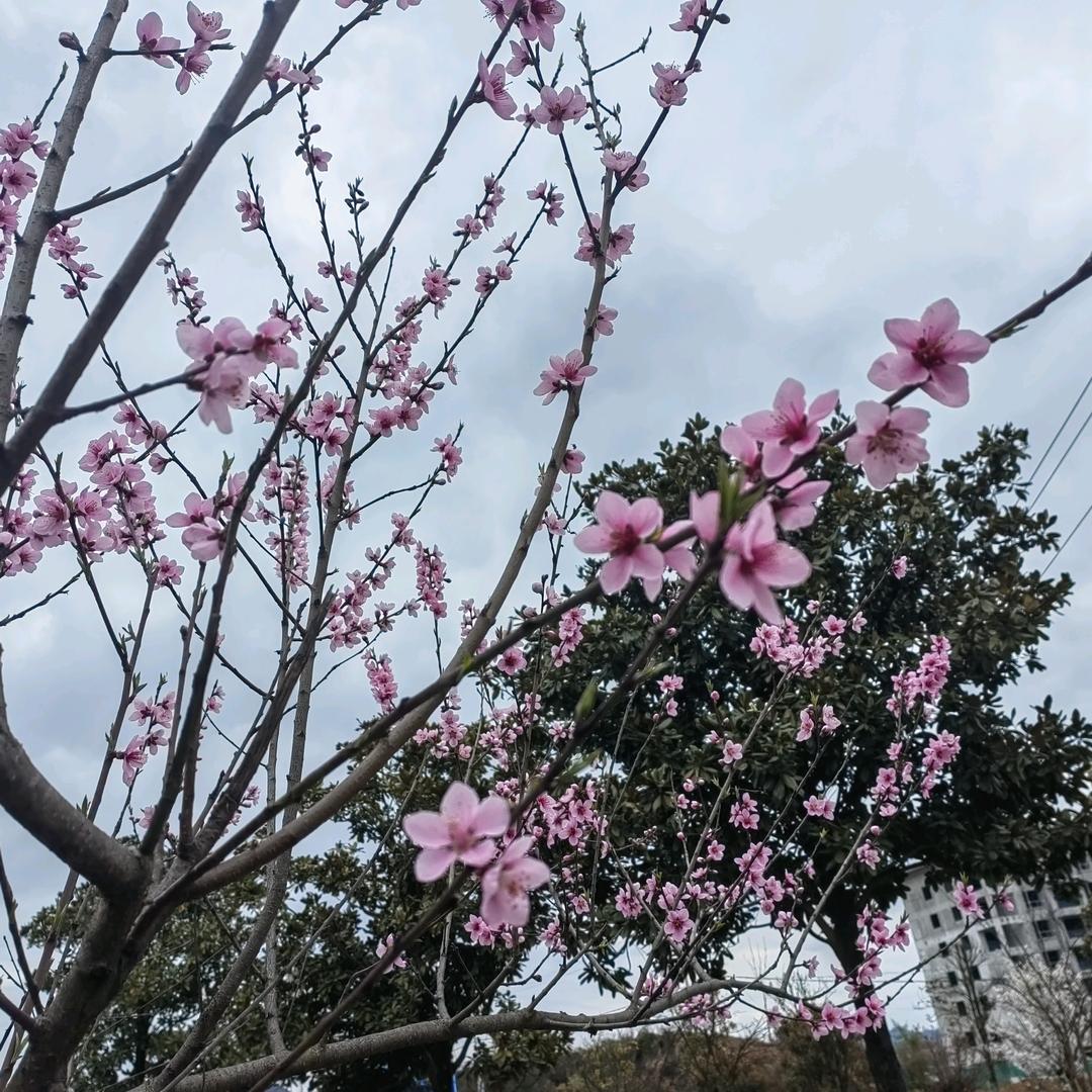 张幺姐