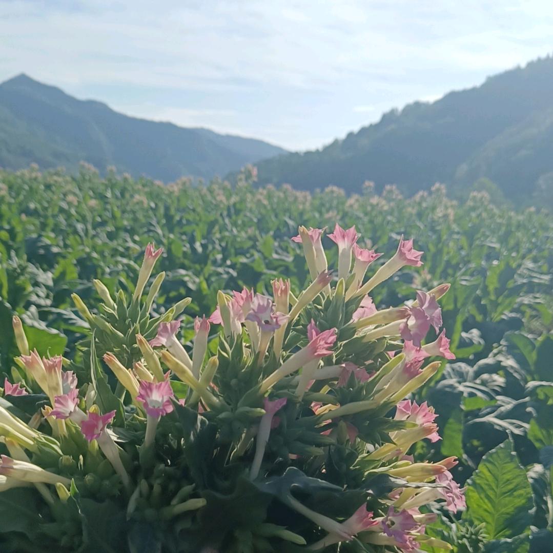 安康挖机液压旋耕机陈霆纪