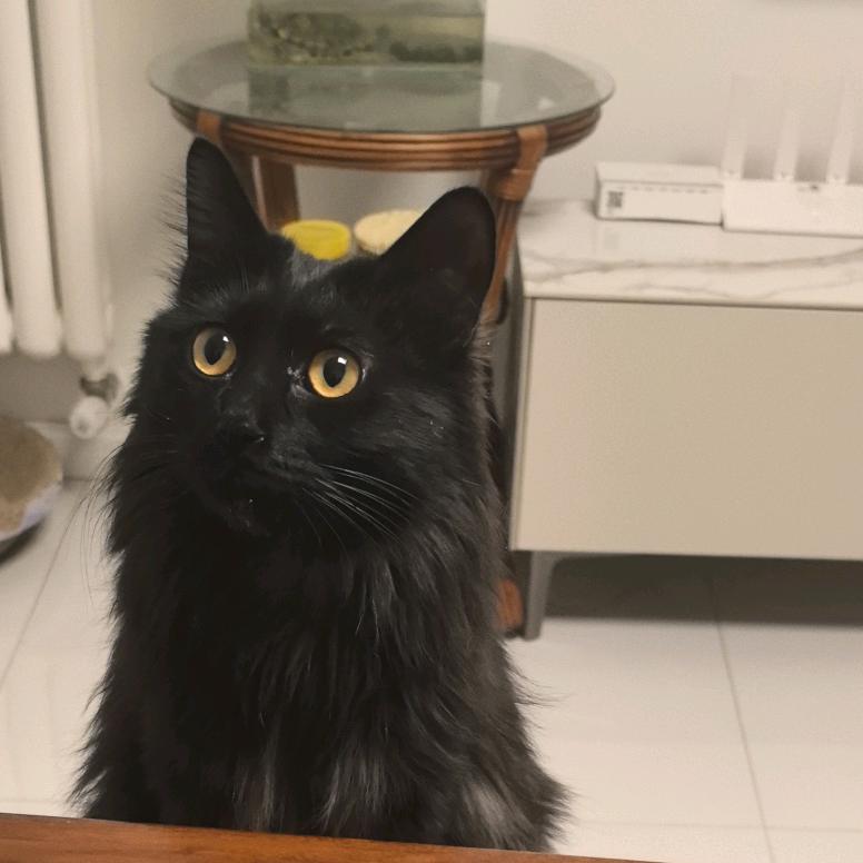 Amy's cats