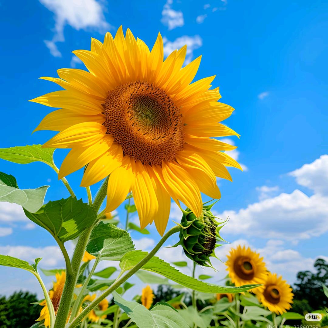 sunflower