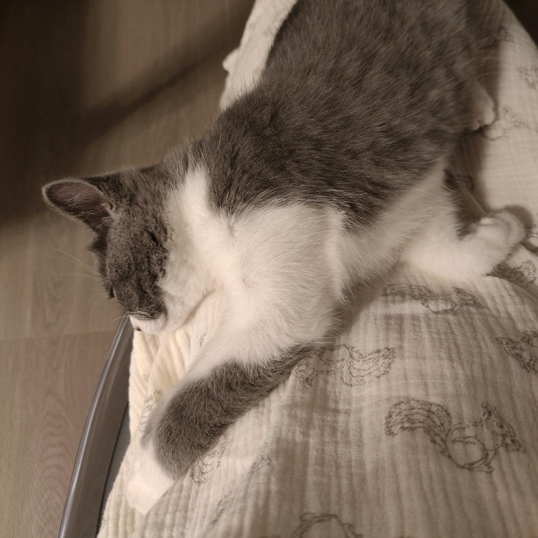 多多也会喜欢狗吗