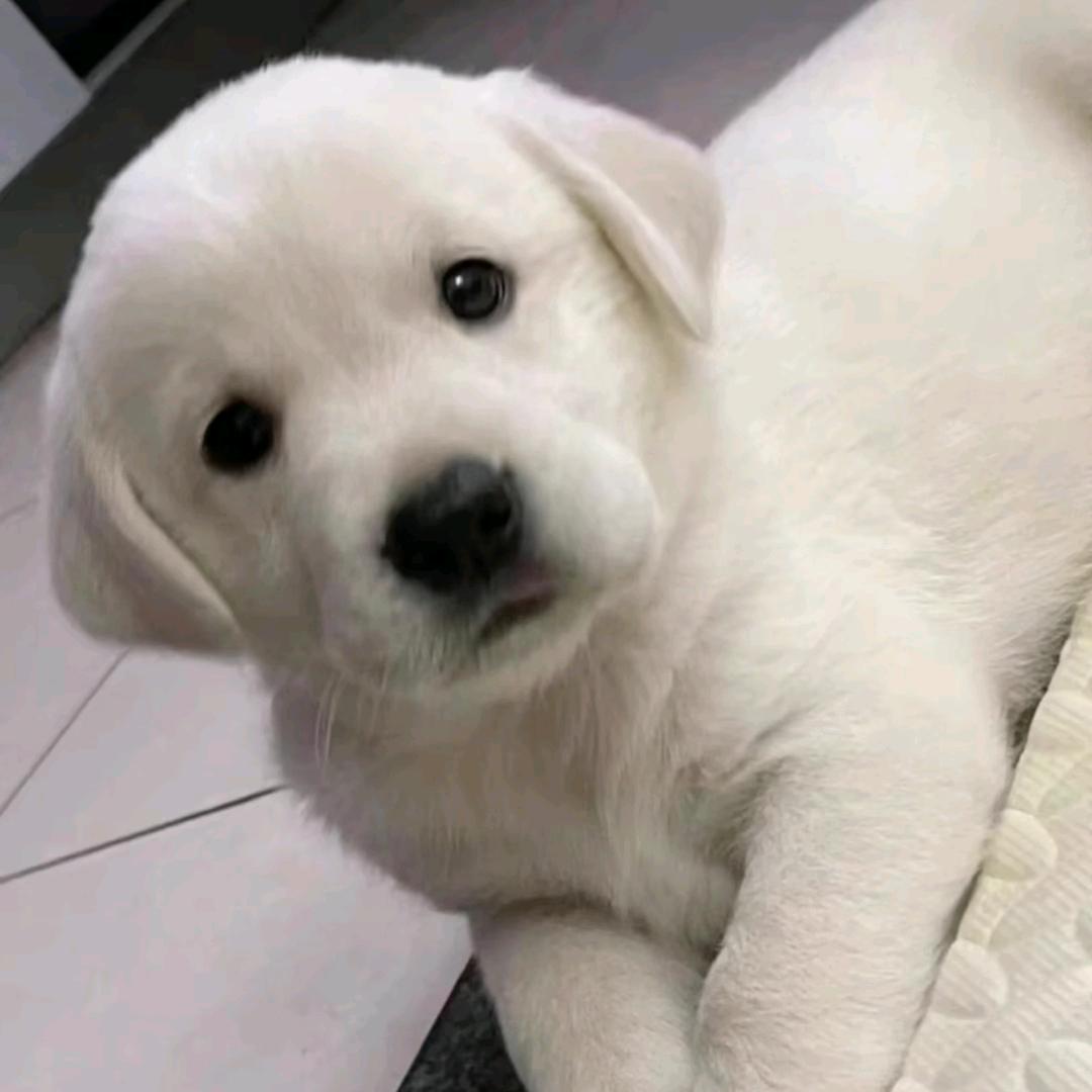 养拉布拉多的小王