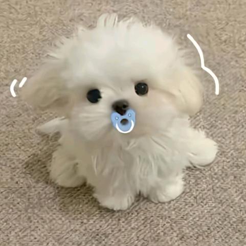 糖糖🐳