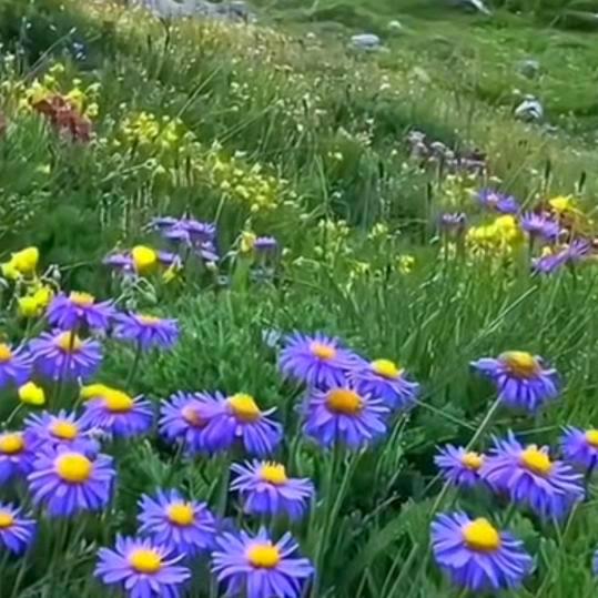 祝你好连🌴🌻💖💝