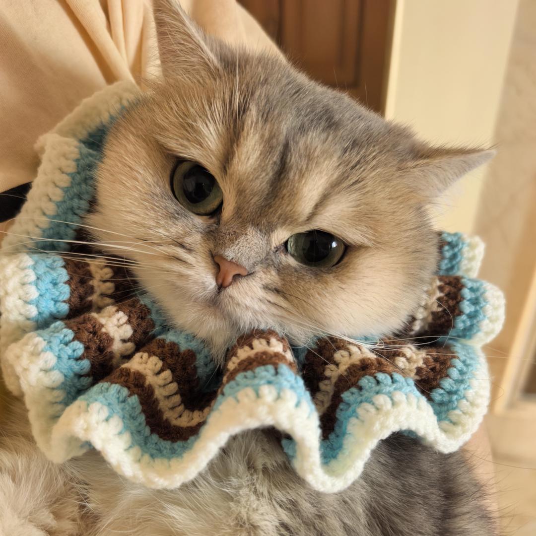🐱🐱大福～喵