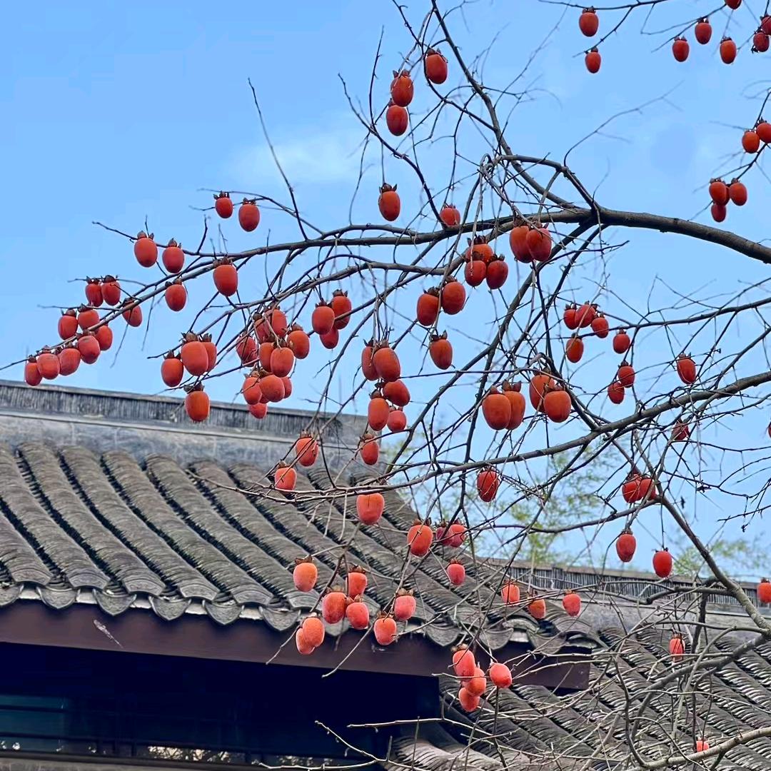 恭喜发财