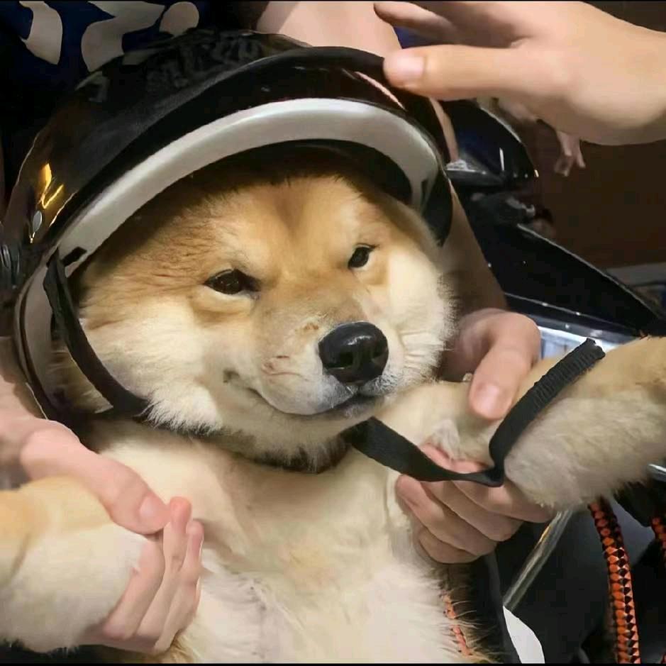 八宝粥老鼠