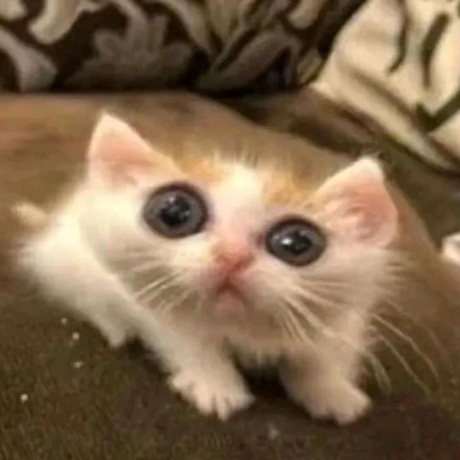 理塘最强传说绝凶の猛虎丁真一郎