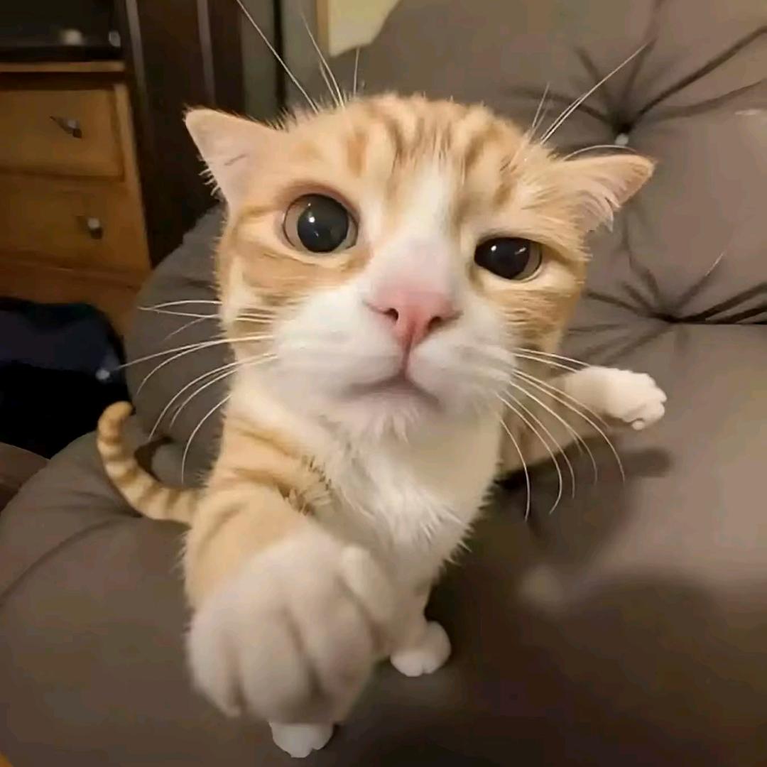 要赚钱给小猫绝育