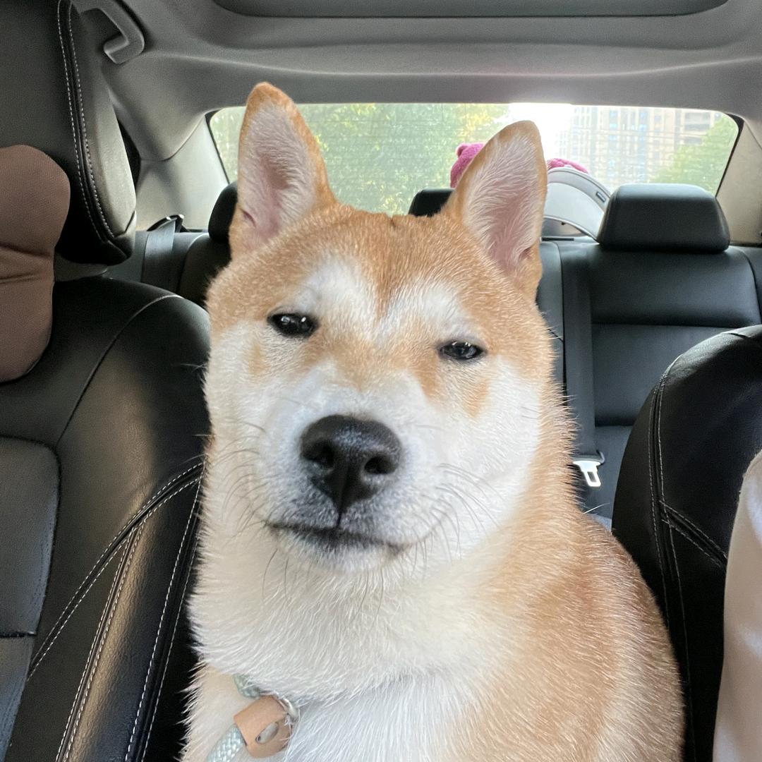 吊毛荔枝