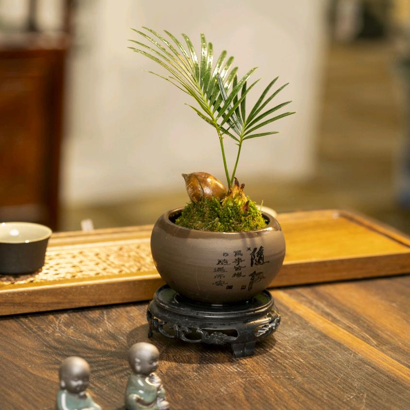 南园绿植微景观生活艺术馆