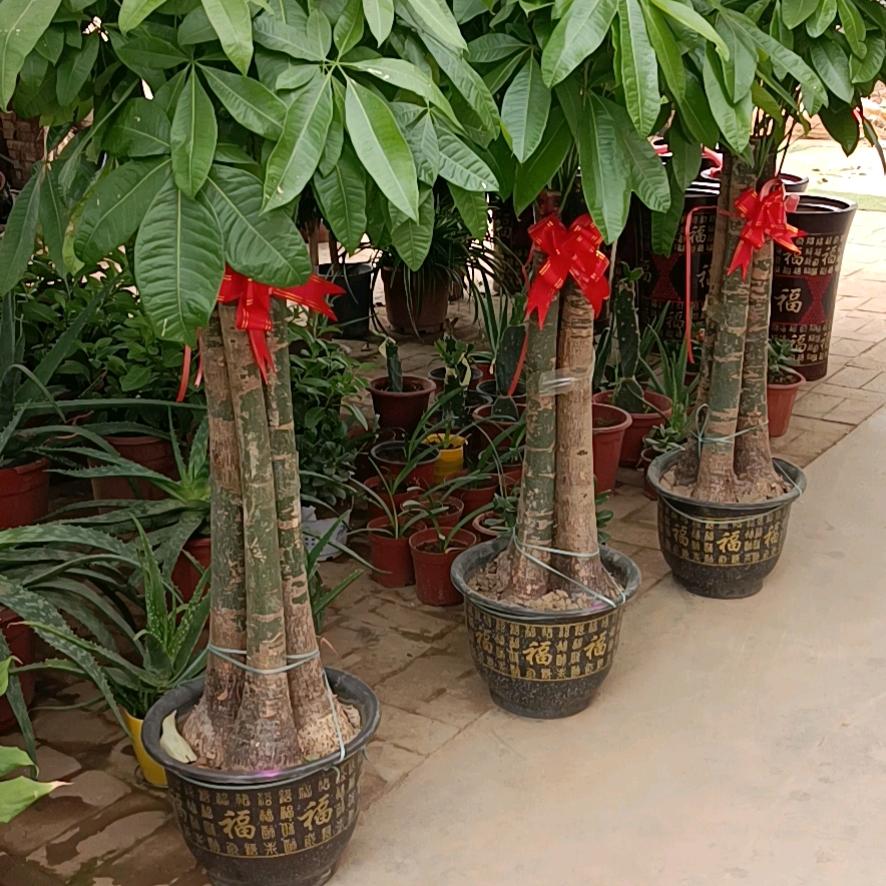 大自然四季花店