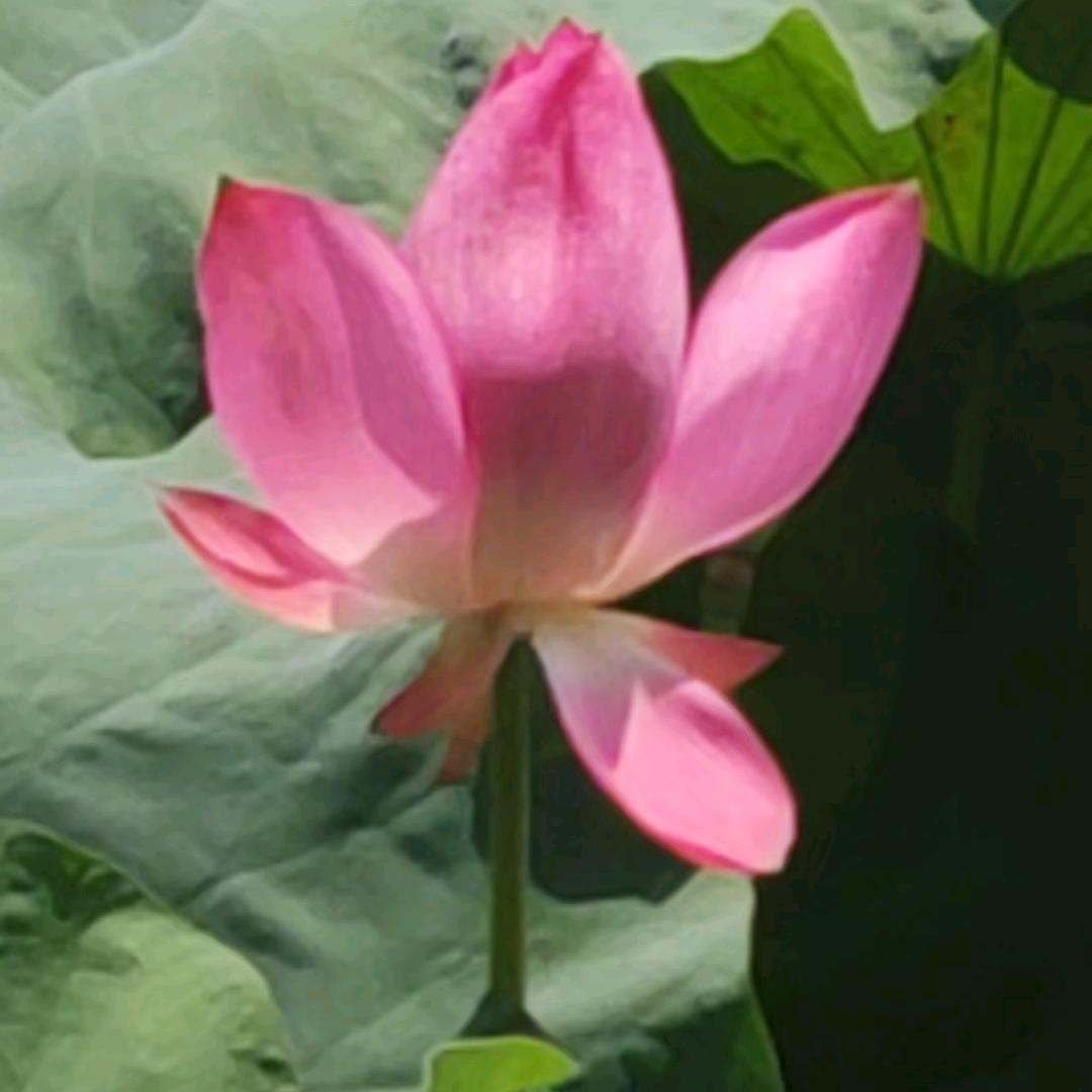 君似云中月