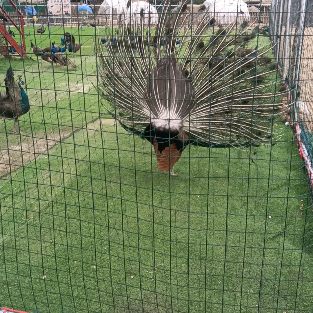 想你