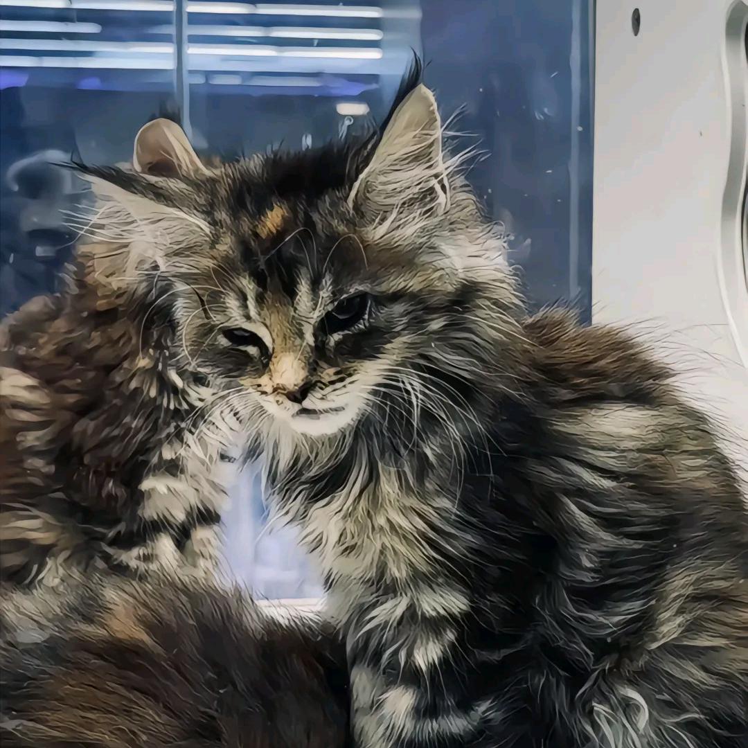 红豆派的宅急便