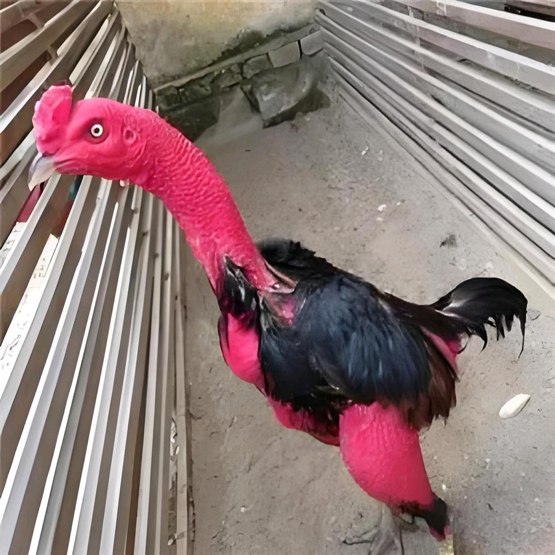 嘉祥县莘然特种养殖场