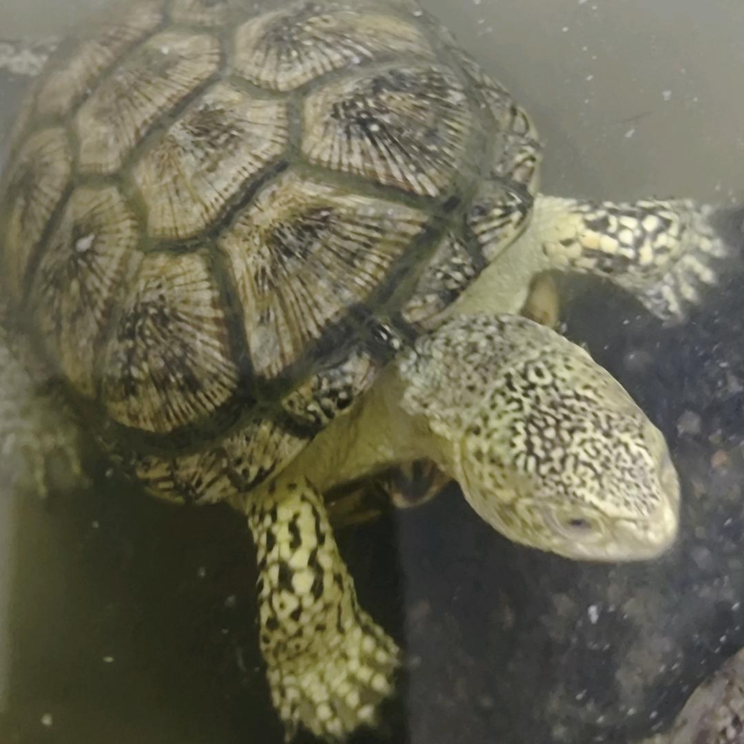 鸿艺缘宠物龟