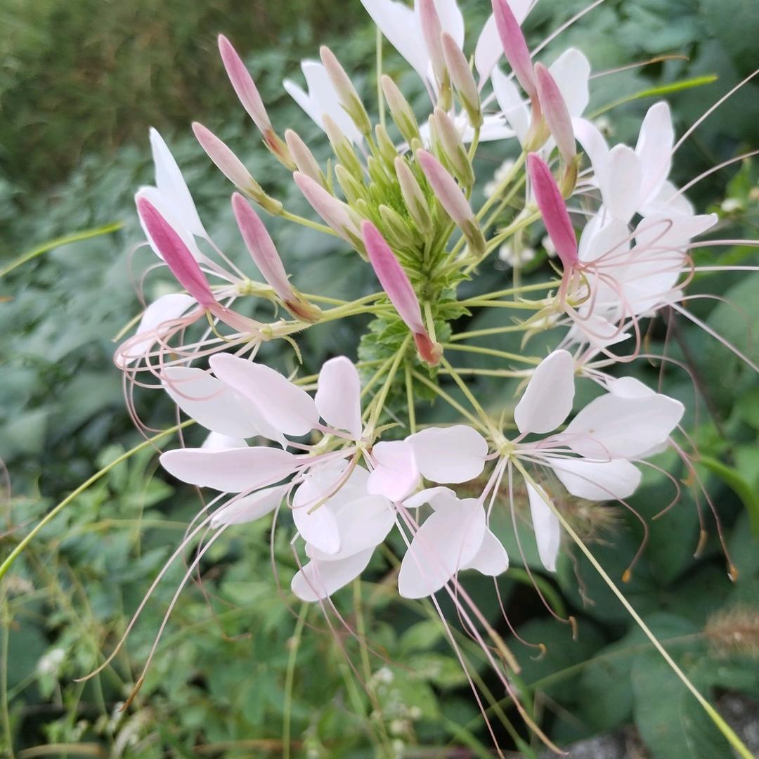 遇见❤️你❤️真好