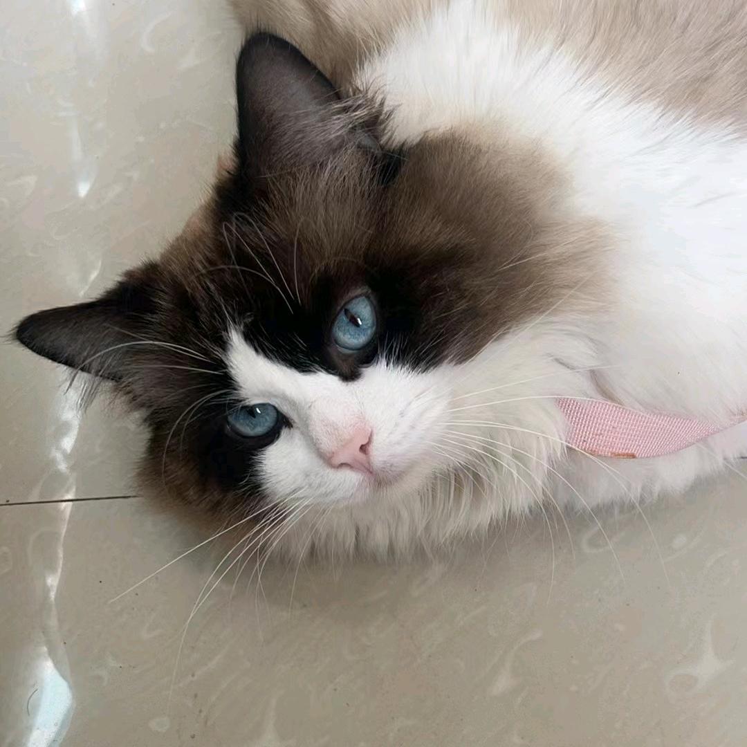 苏橙子