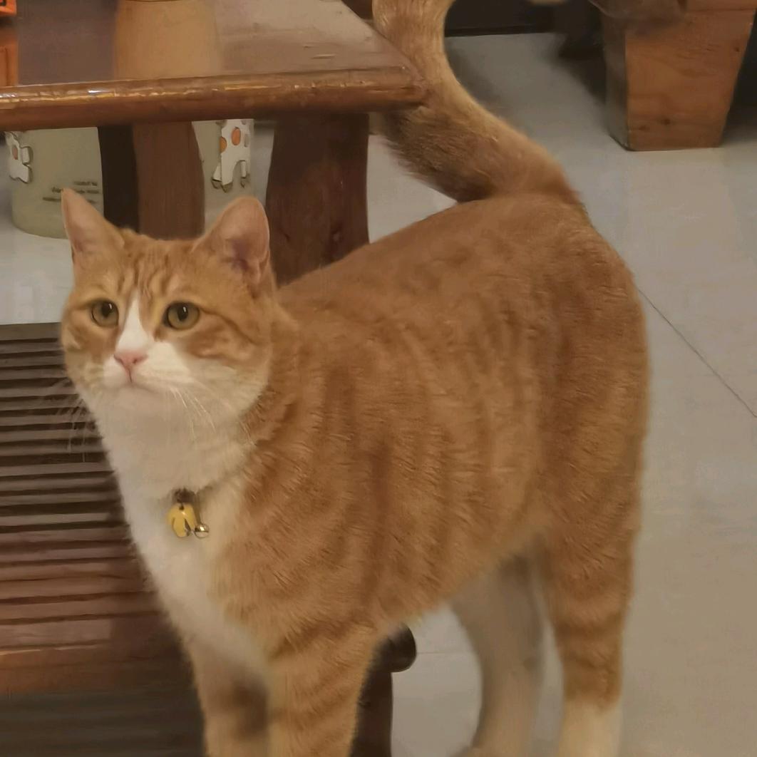入地了