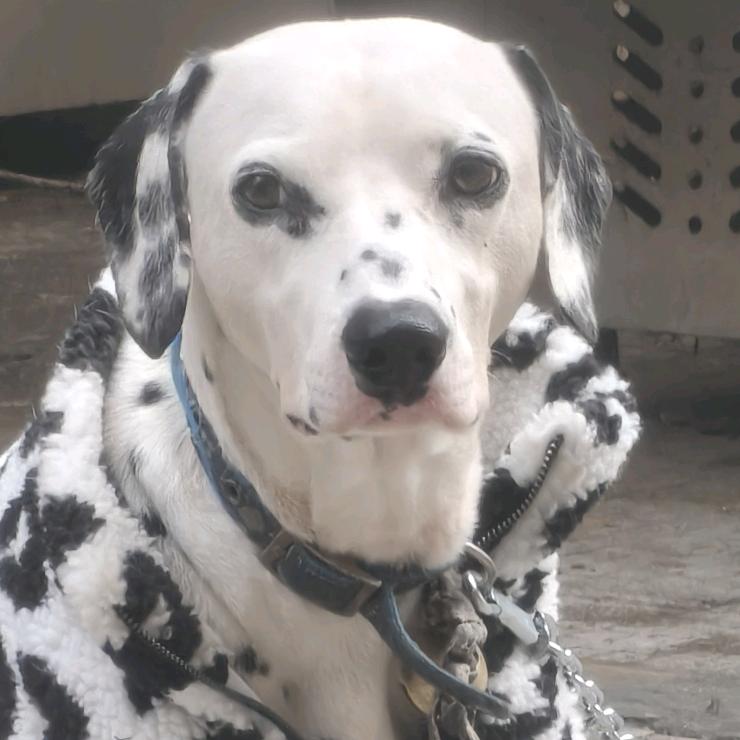 达拉崩吧斑得贝迪卜多比鲁翁