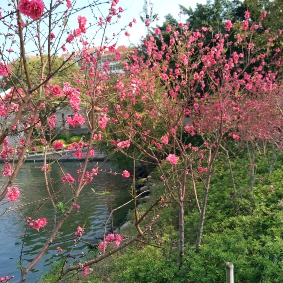 傲娇的野兰花
