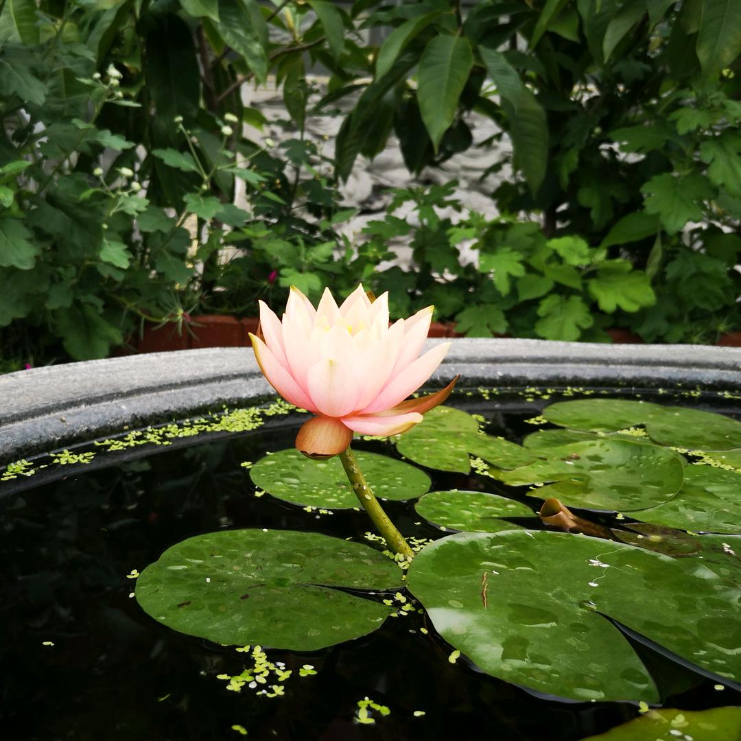 尤文