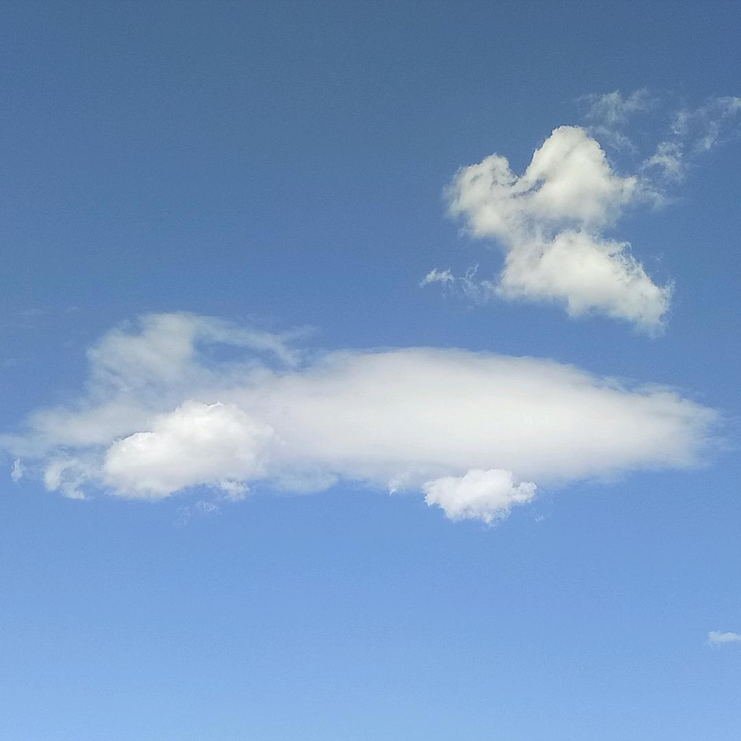 树10棵
