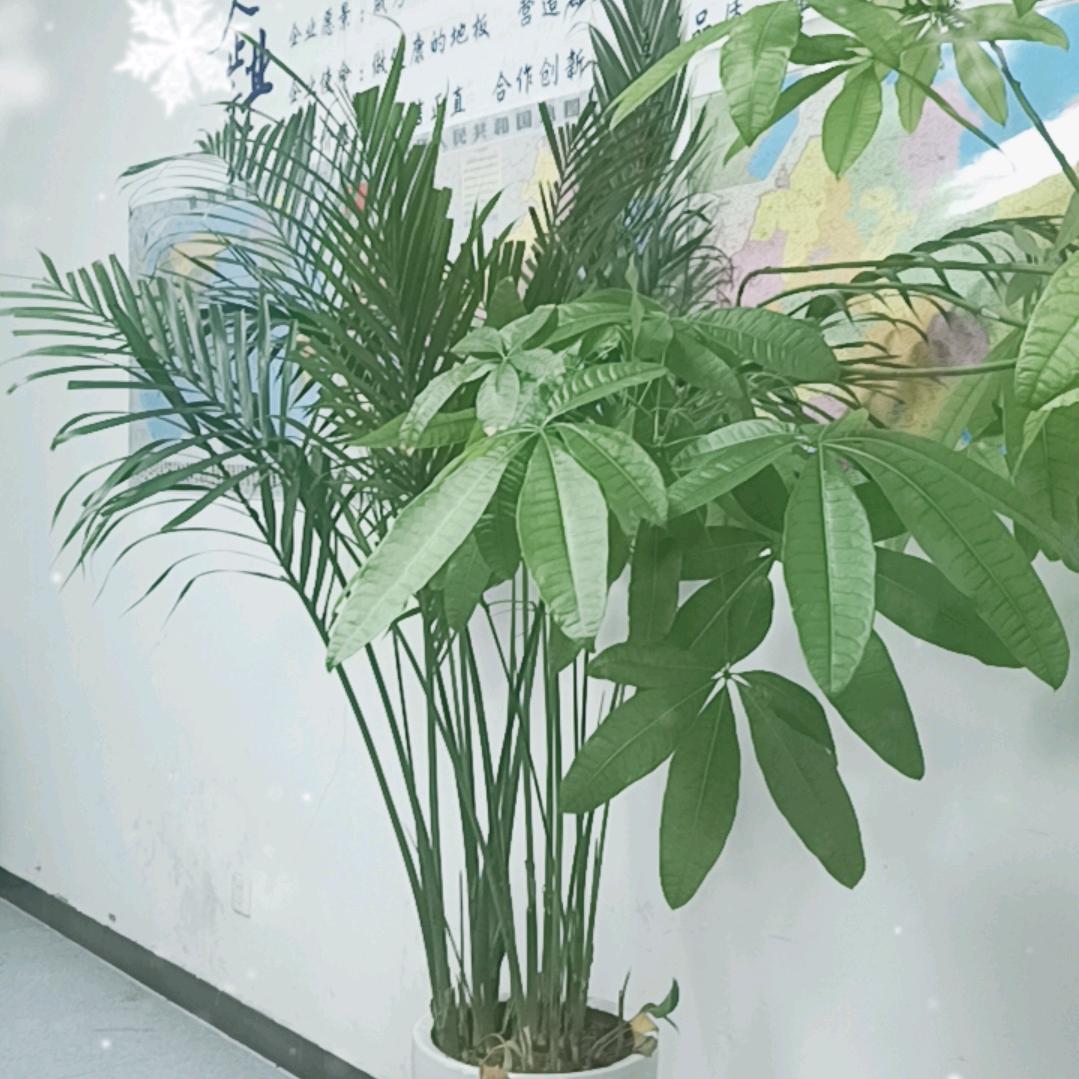 一介布衣