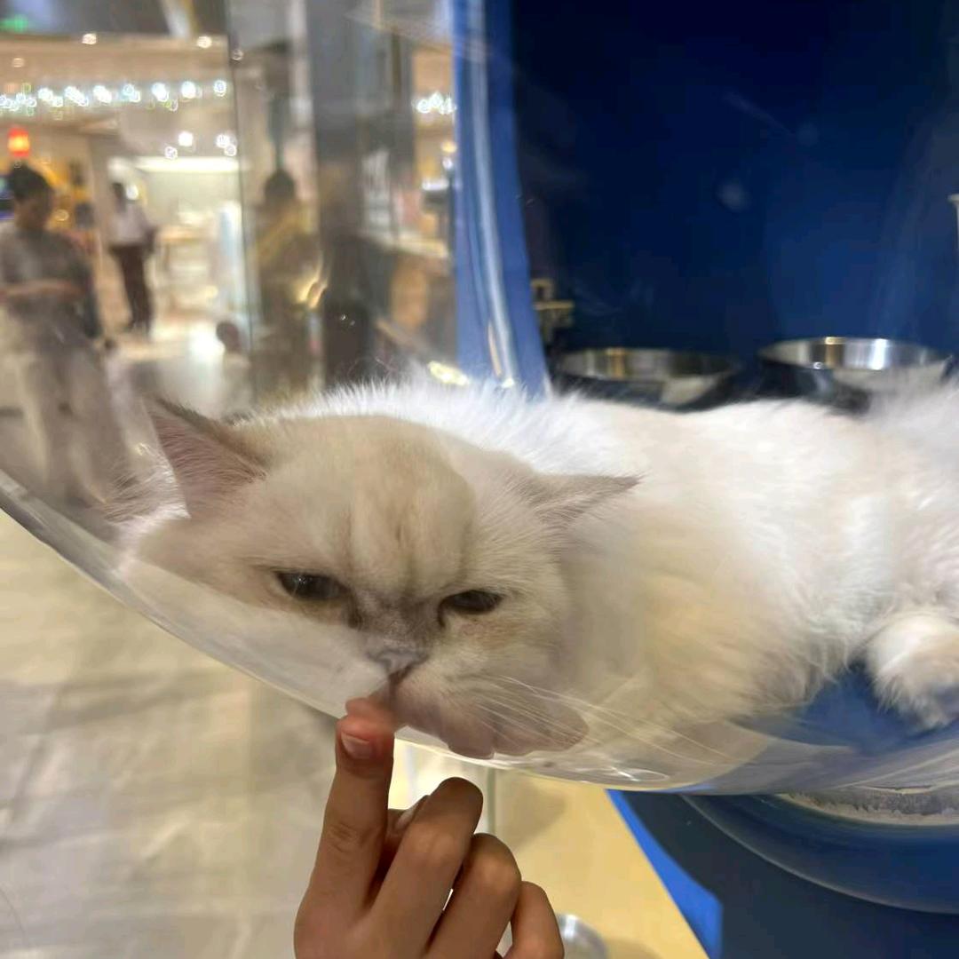小颖的毛孩子们