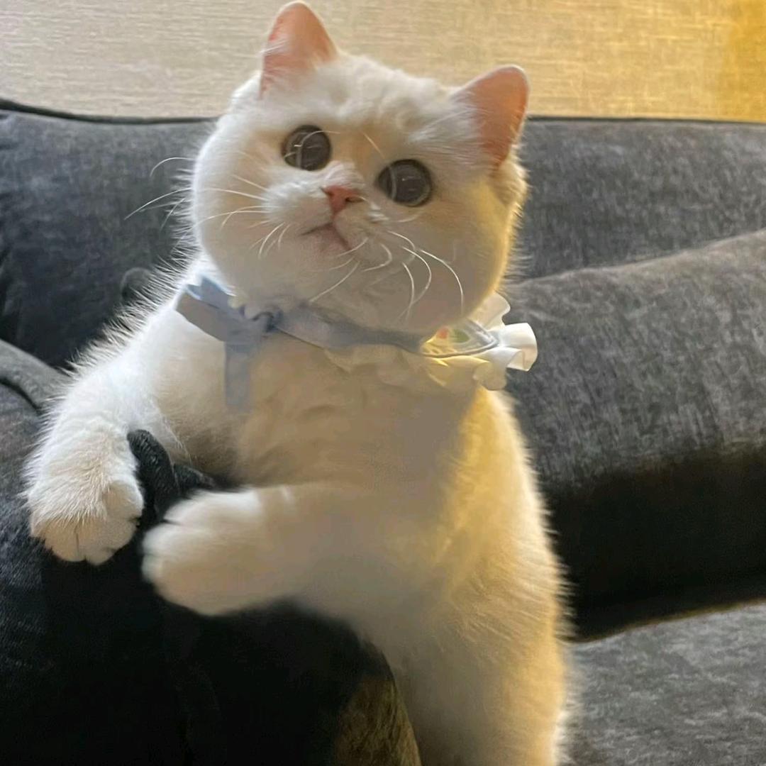 可爱