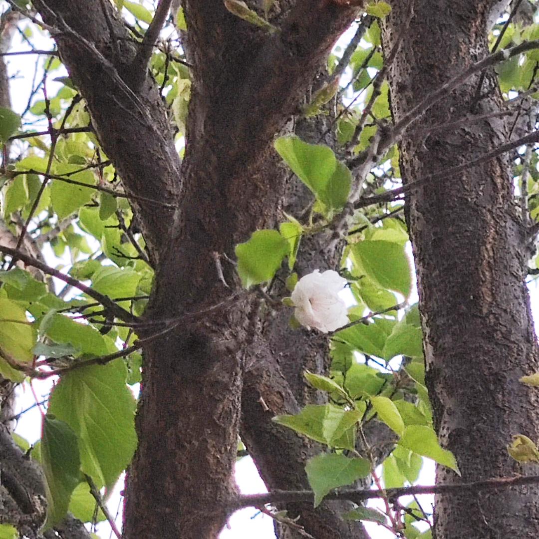 🍐孤单无心❤️