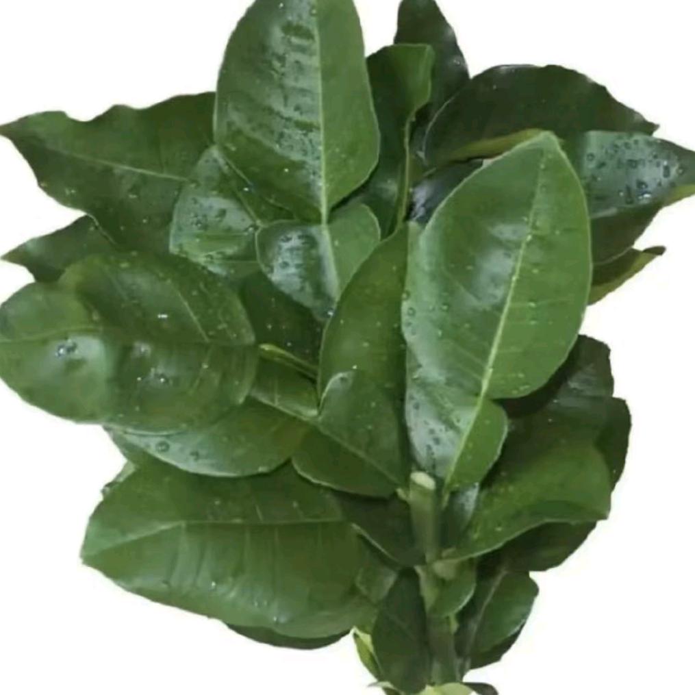 阿芙洛狄忒❤️