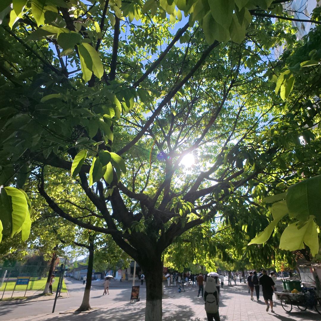 迎春树🌲