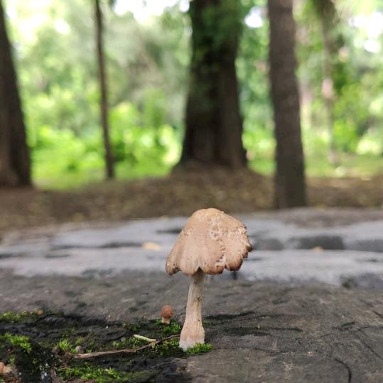 希望像太阳一样