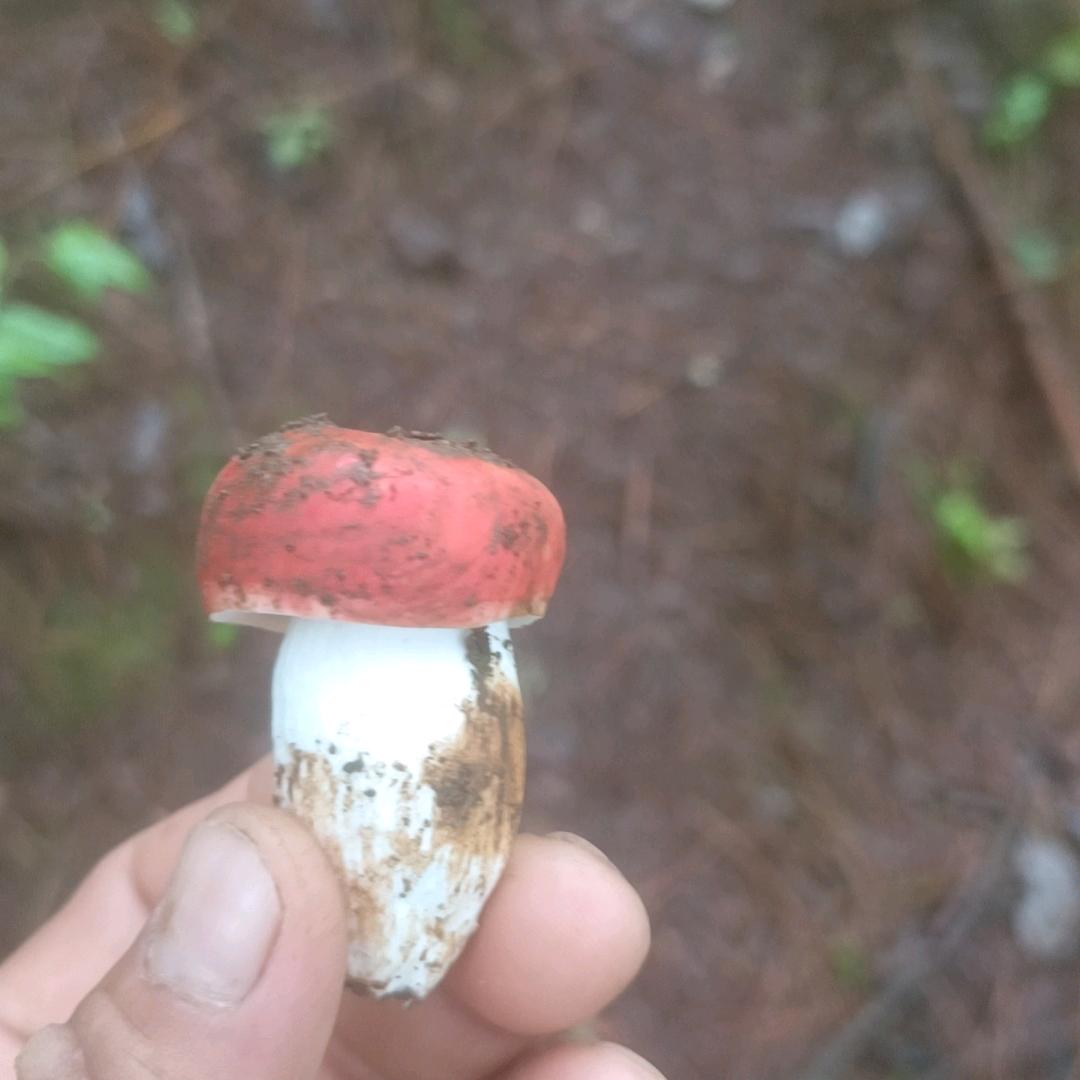 总是想起回过去