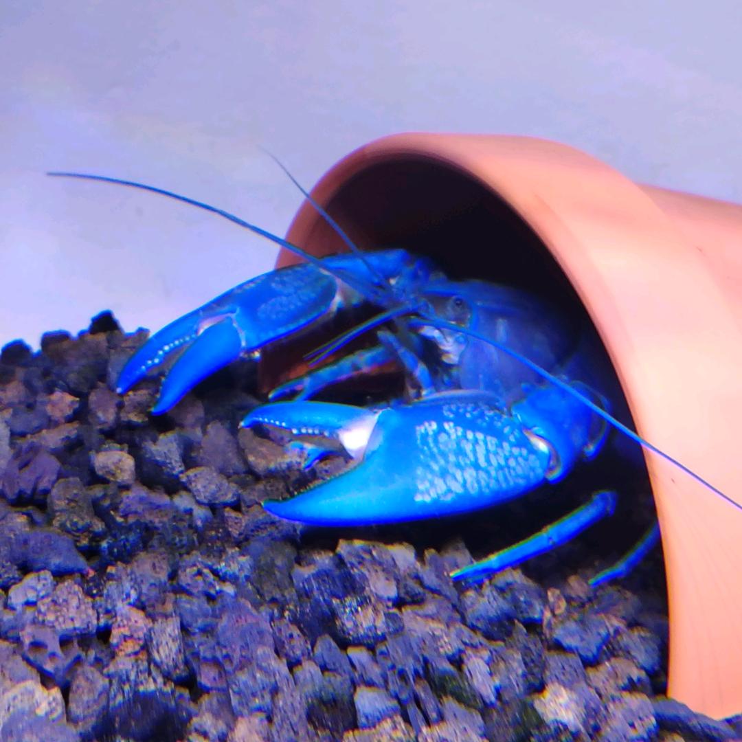 xiao闹🦞爱养鱼🐬