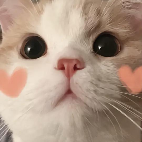 💕不离不弃💕: