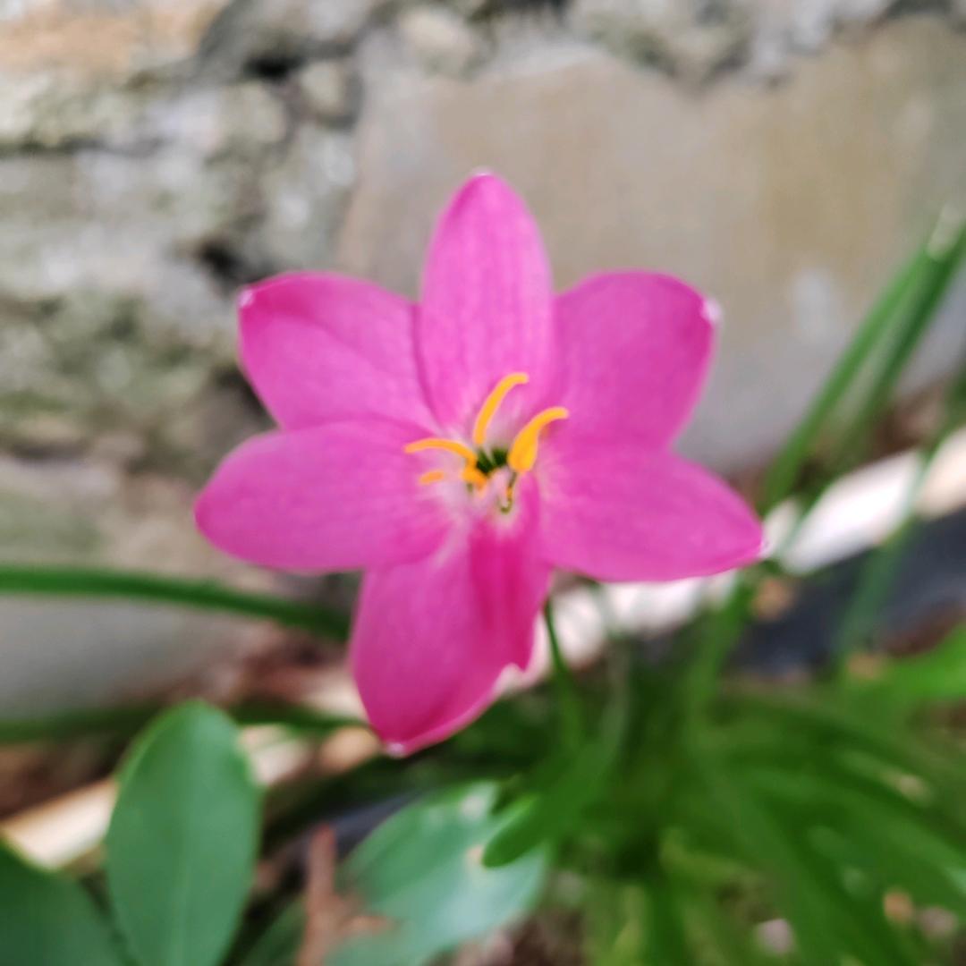 一朵风雨兰
