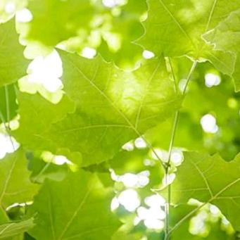 我的眼睛 ⊙_⊙