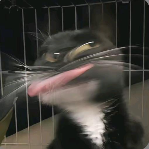 哈哈嘿