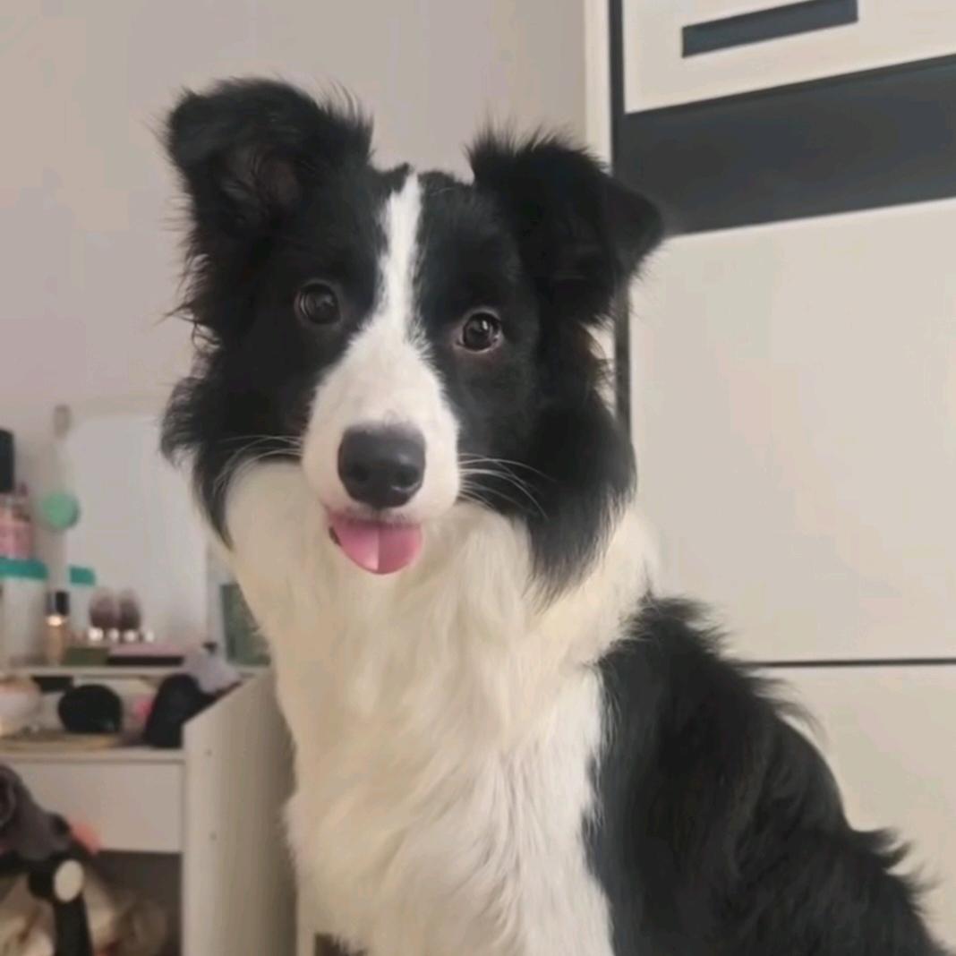 哈娜·小公主🐶