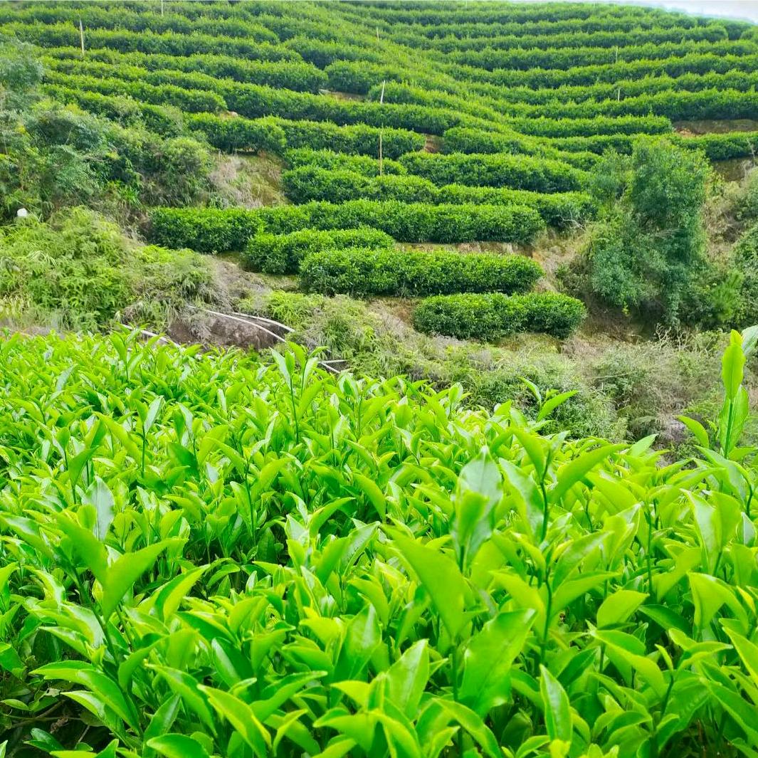 茶农