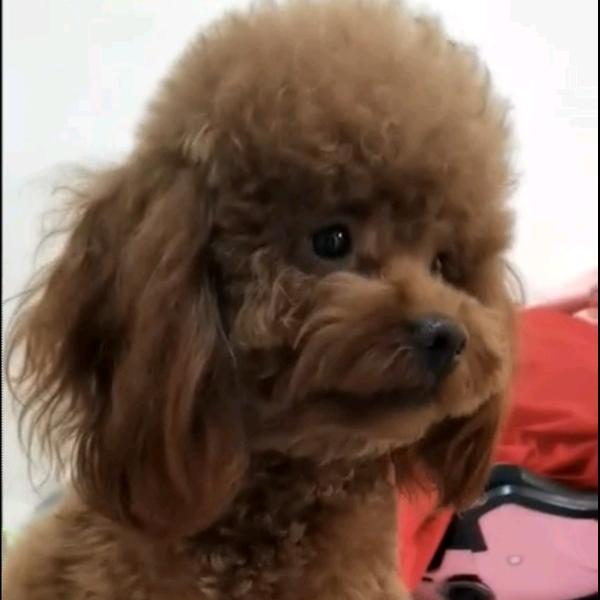 风度翩翩老兵哥