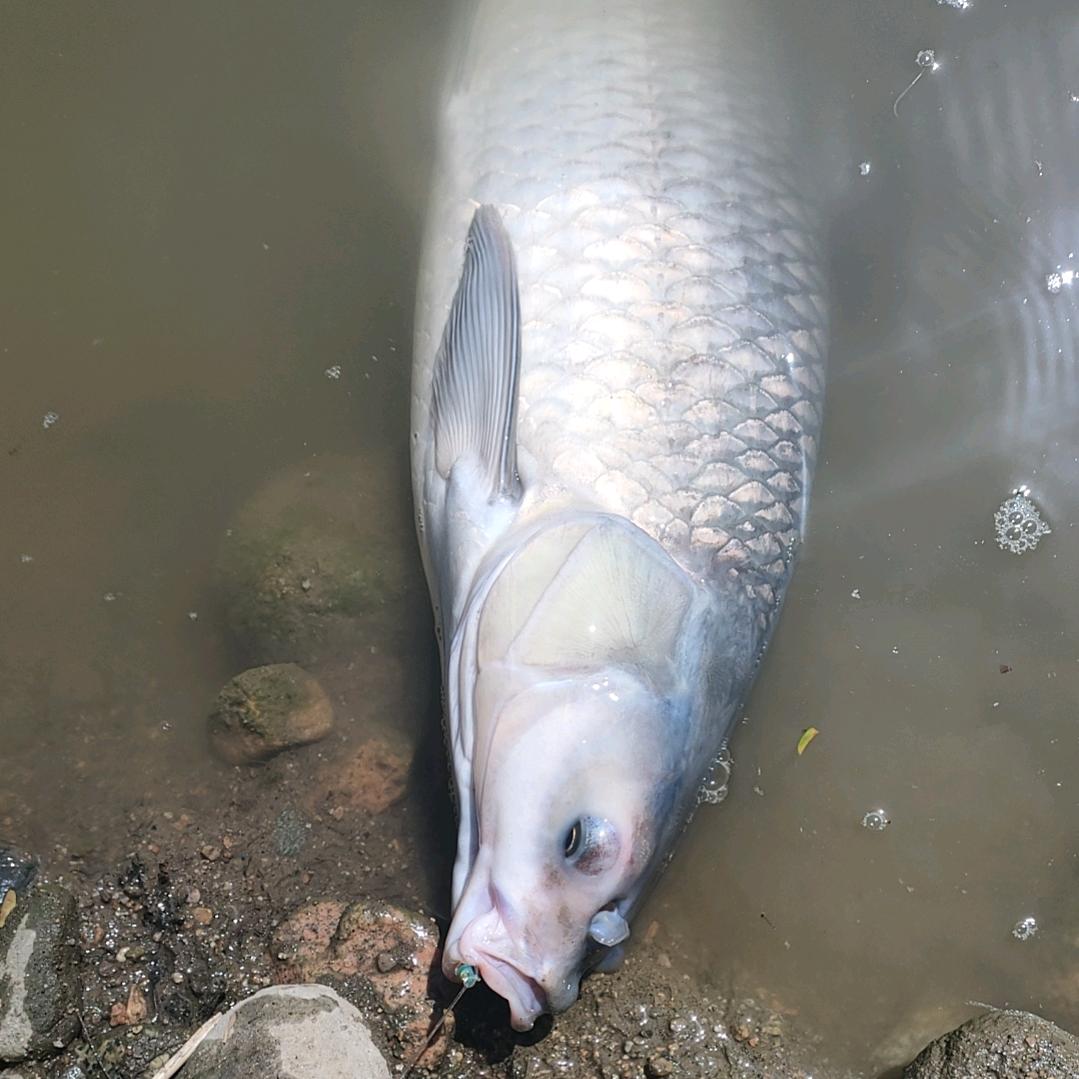 望月大物垂钓园